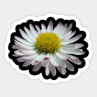 wonderful daisy flower, nature, daisies, Sticker